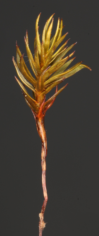 Polytrichastrum septentrionale
